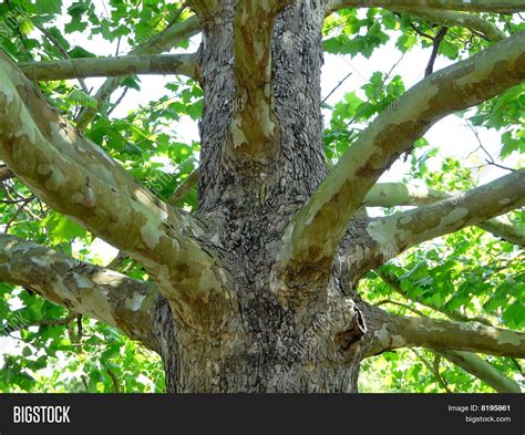 Sycamore Tree Bark Stock Photo & Stock Images | Bigstock