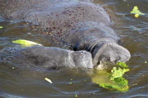 MANATEE FEEDING | In an effort to help manatees battle the c… | Flickr