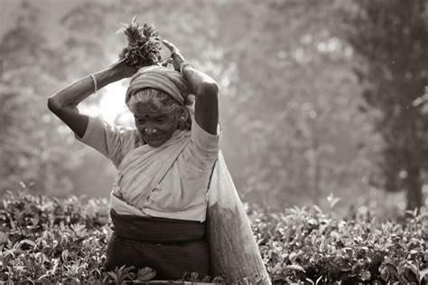 Tea Plantations in Sri Lanka | Tea History, Tea Regions & Tea Tours ...