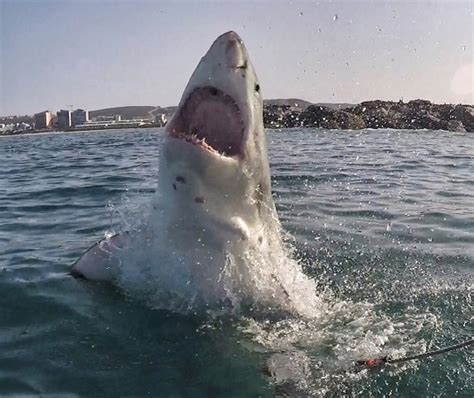 Photo gallery: 4 fascinating behaviors of great white sharks and what ...