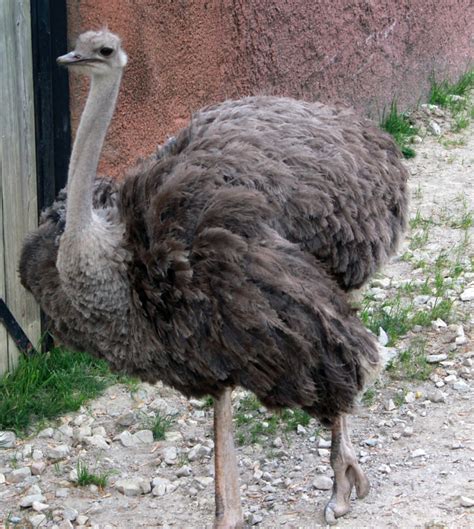 Female Ostrich image - Free stock photo - Public Domain photo - CC0 Images