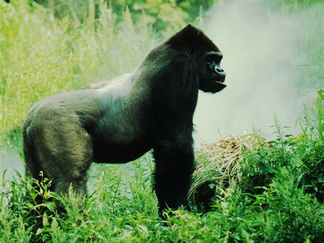 Mountain Gorilla | Gorillas | WWF