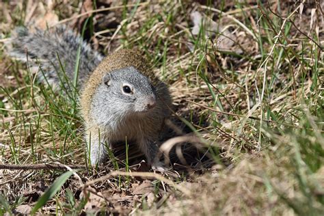 Franklin's ground squirrel (Poliocitellus franklinii), Tet… | Flickr