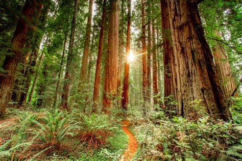 REDWOOD National Park: An Expert Guide (Epic Video + Advice)