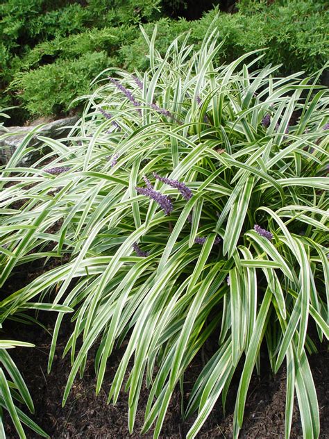 10 of the Best Variegated Plants | Garden Housecalls