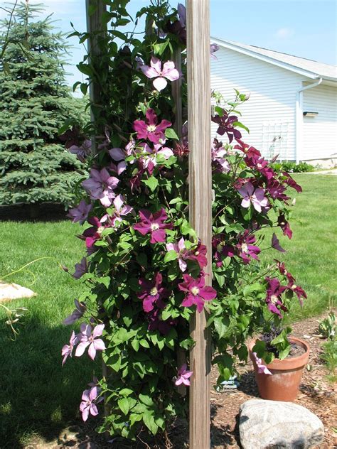 Pin by Mariana Wusiang on 2017 Home Design Ideas | Clematis trellis ...