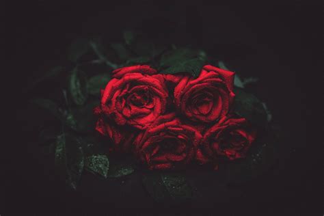 Free Images : flower, petal, floral, red, darkness, black, pink, macro ...