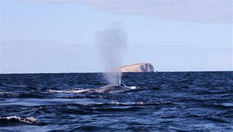 Blue Whale sighting | Wild Ocean Tasmania