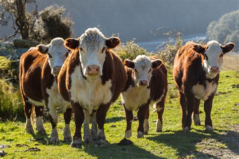 7 facts about Hereford cattle | AGDAILY