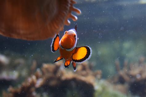 Clownfish | Aquarium fish, Clown fish, Fish