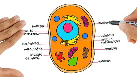 Imagenes De La Celula Animal Y Sus Partes Para Dibujar Celula Animal ...