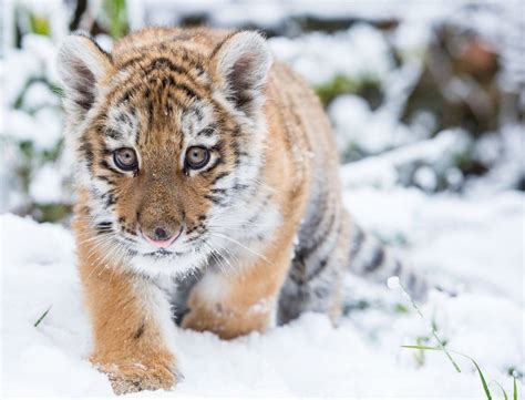 Tiger cub in the snow | Baby animals, Beautiful cats, Cute baby animals