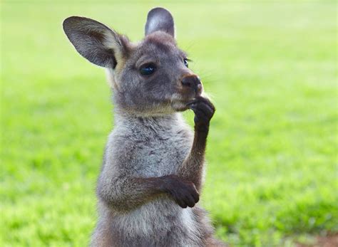 Thinking kangaroo | Animal antics | Pinterest | Kangaroos and Animal