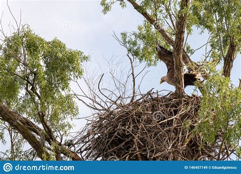 White Tailed Eagle Nest in Danube Delta , Romania Wildlife Bird ...