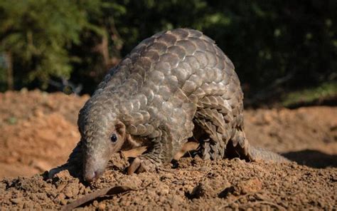 Indian Pangolin from Northeast [IMAGE] | EurekAlert! Science News Releases