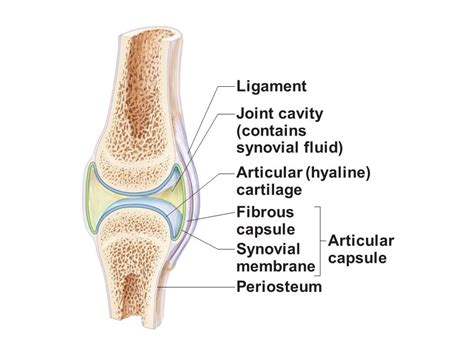 Practical 2: Joints and Synovial Movements Diagram | Quizlet