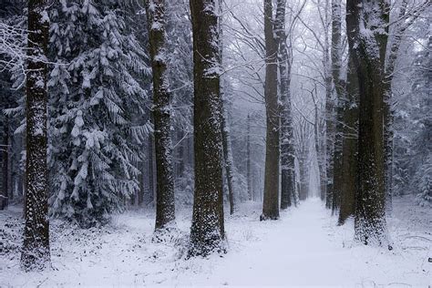 Nature, Landscape, Winter, Forest, Netherlands, Snow, Trees, Cold / and ...