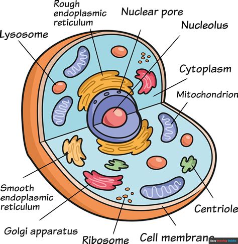 How to Draw an Animal Cell - Really Easy Drawing Tutorial in 2024 ...