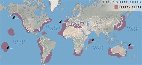 Great White Shark Migration Map