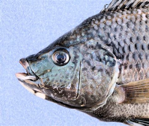 Mozambique Tilapia | Mexican Fish.com