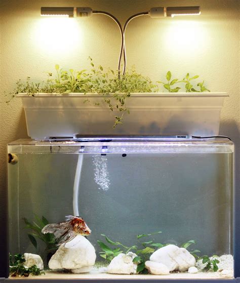 How to make a diy aquaponic fish tank filter 7 step guide – Artofit