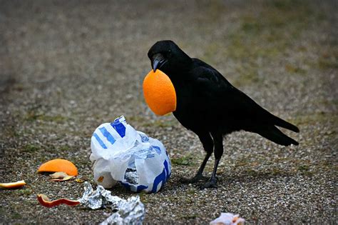 What Do Crows Eat? The Crow Diet Explained - Optics Mag