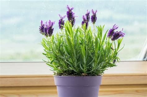 How To Care For Lavender Indoors - 9 Essential Tips - Smart Garden Guide