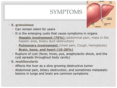 PPT - Echinococcus ( granulosus and multilocularis ) PowerPoint ...