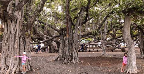 The magnificent banyan tree on Maui, a magical sight | CosmopoliClan