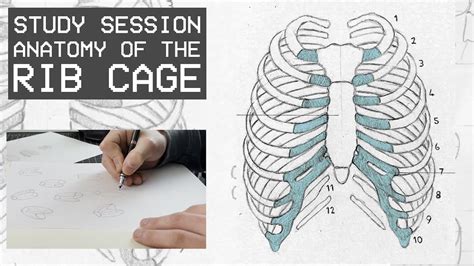 Discover the Fascinating Rib Cage Anatomy - Side View Explained! Click ...