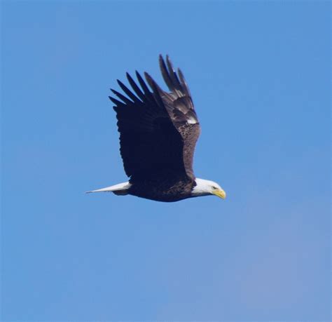 Bald Eagle in Lower Michigan.