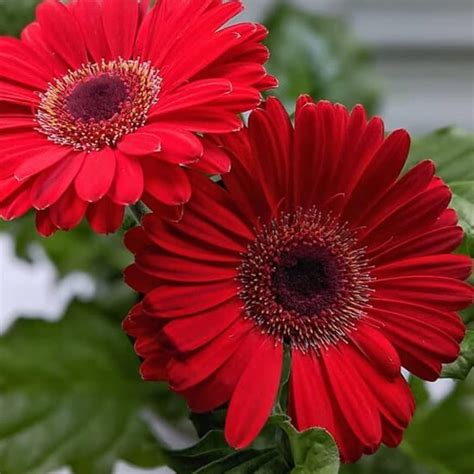 Gerbera Red Flowering Live Plant - Pot with Flowers – Seed2Plant