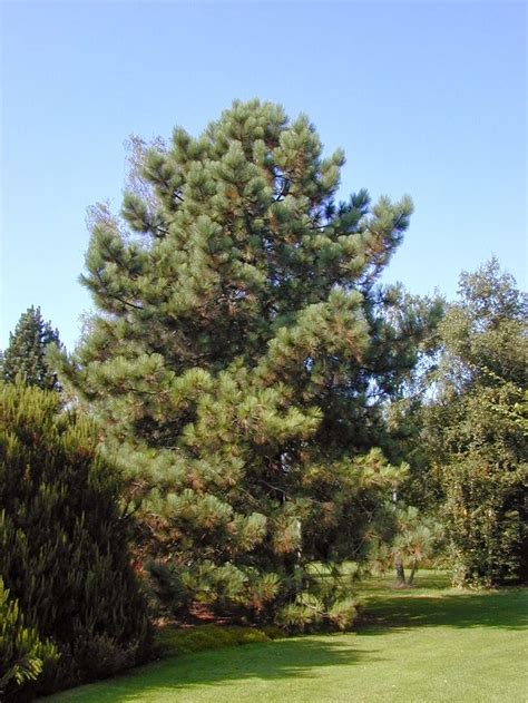 Coulter Pine Tree Facts, Distribution, Uses, Pictures | Drought ...