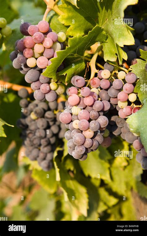 red grapes on vine Stock Photo - Alamy