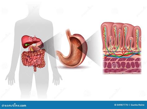 Stomach lining anatomy stock vector. Illustration of lining - 84987770