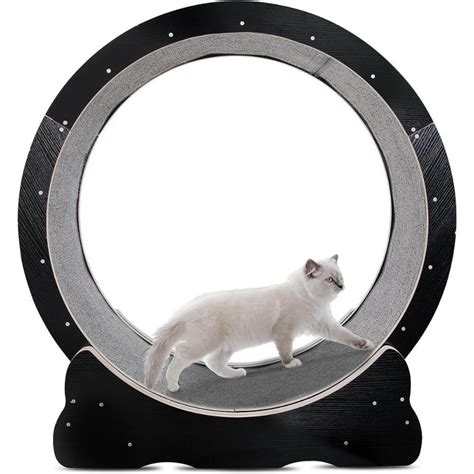 Best Cat Wheel To Keep Your Kitty Purr-Fectly Entertained