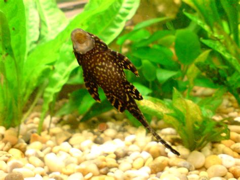 Mr Pleco | - Taken at 8:32 PM on April 13, 2007 - cameraphon… | Flickr