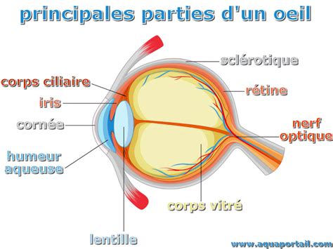 Humeur aqueuse : définition et explications – AquaPortail