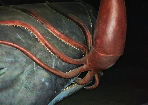 Largest Giant Squid Attacks