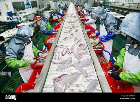 Chinese workers process globefish on the assembly in a puffer fish ...