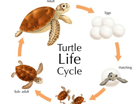 life cycle of a turtle information - John Mccray