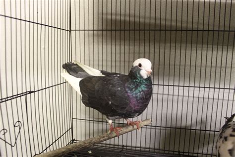 The homing pigeon is a variety of domestic pigeon derived from the Rock ...