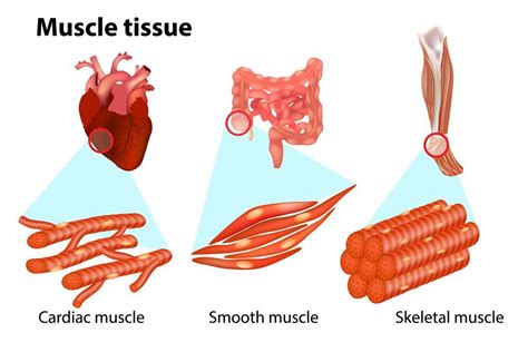 Which Type of Muscle Tissue Is Found in the Forearm