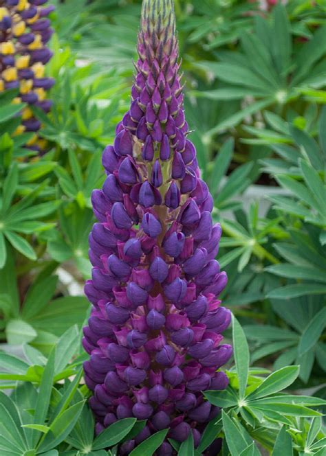 Staircase™ Blue Lupine, Lupinus , Monrovia Plant