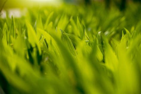 Close up of Grass · Free Stock Photo