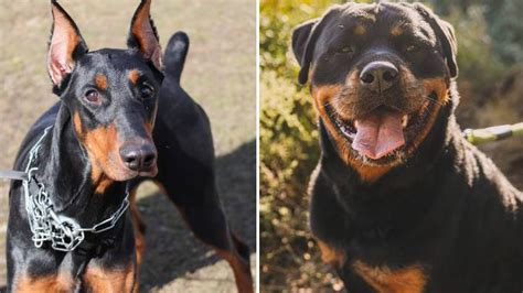 Rottweiler vs. Doberman: Two Distinctive Remarkable Breeds