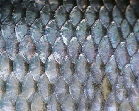 Fish scales — Science Learning Hub