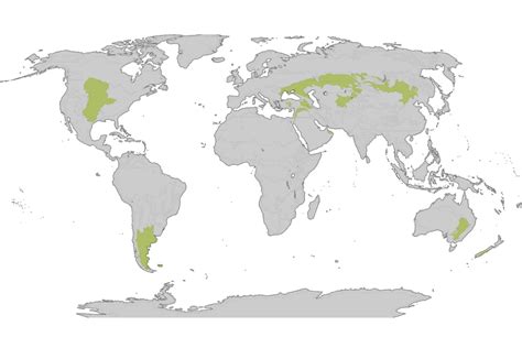 Temperate Grassland Biome World Map