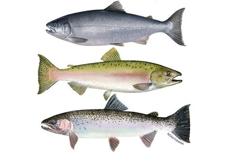 Steelhead Trout Vs Salmon What's The Difference? Lake Ontario Outdoors ...