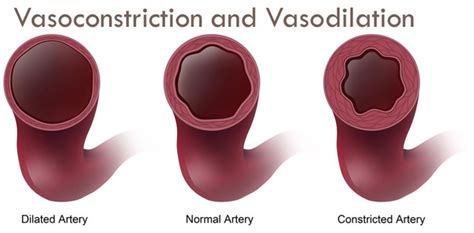 Vasodilation - PsychonautWiki